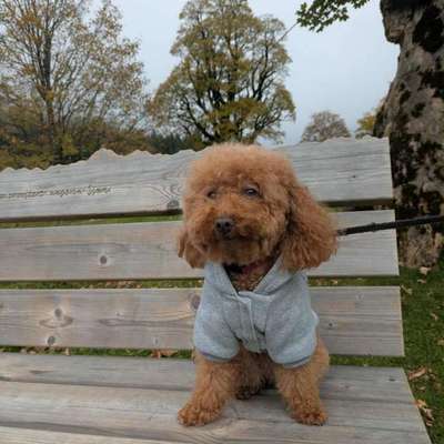 Hundetreffen-Gassi gehen-Bild