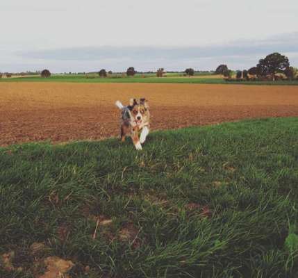 Hundetreffen-Gassigehen-Bild