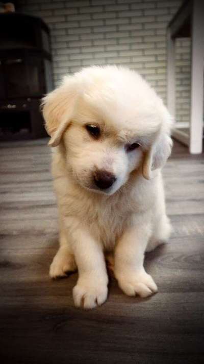 Welpen Bilder !-Beitrag-Bild