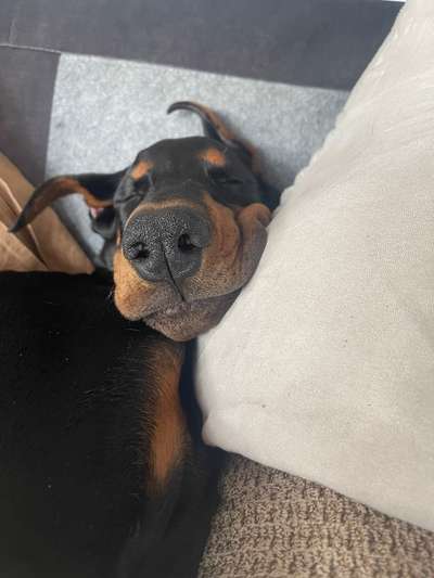 Hundetreffen-Spieletreffen in Bonn Beuel/ Pützchen-Bild