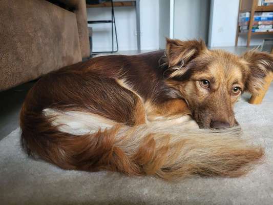 Hundetreffen-Social Walk in Mariendorf-Bild