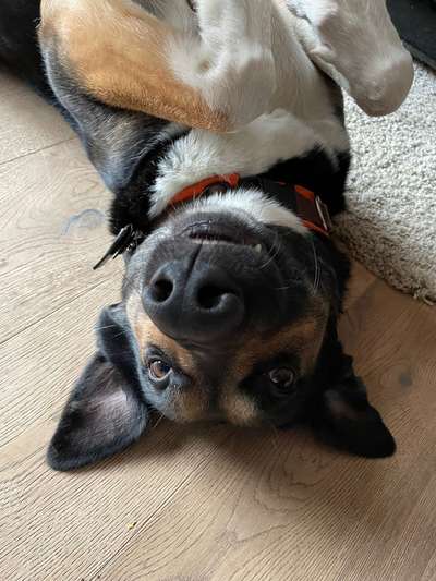 TierschutzhundeStammtisch🐕-Beitrag-Bild