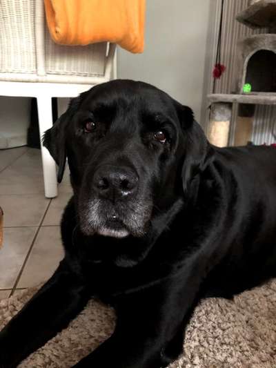 Labradorfans-Beitrag-Bild