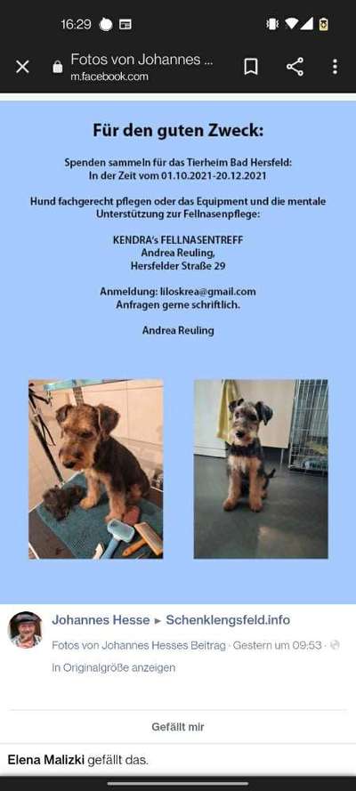 Hundetreffen-Welpentreffen in Schenklengsfeld-Bild
