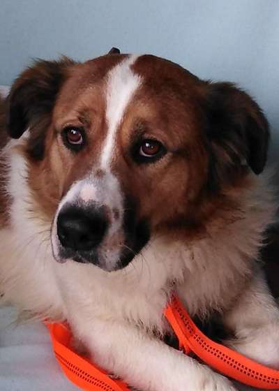 Welche Hunderasse-Beitrag-Bild