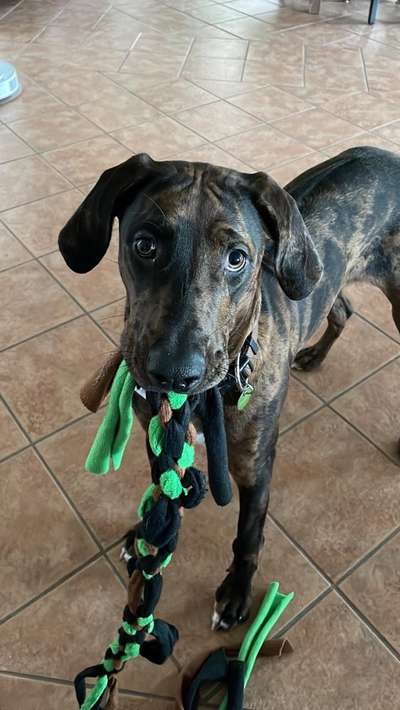 Louisiana Catahoula Leopard Dog-Beitrag-Bild