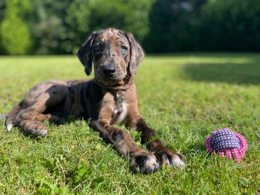 Welpen Bilder !-Beitrag-Bild