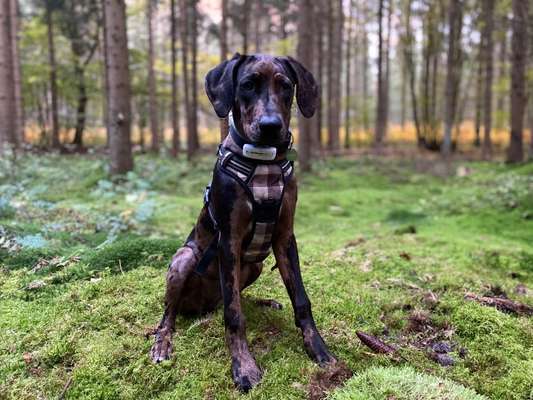 Seltene Rassen!-Beitrag-Bild