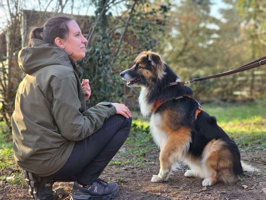 Hundetreffen-Bist du auf der Suche nach einem Gassiservice?-Bild