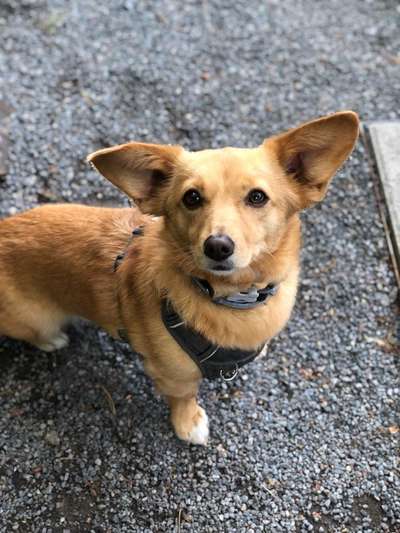 Hundetreffen-Kleine Hunde ca. 5 Kilo-Bild