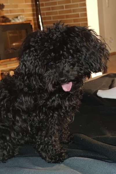 Bolonka Zwetna 🐾-Beitrag-Bild