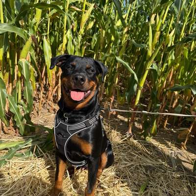 Hundetreffen-Spielen und toben in Hamburg-Bild