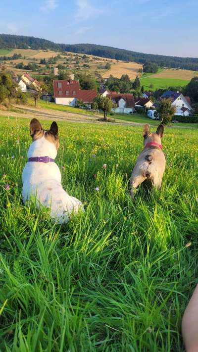 Hundetreffen-Bullytreffen in & um Aschaffenburg/Leidersbach 😊-Bild