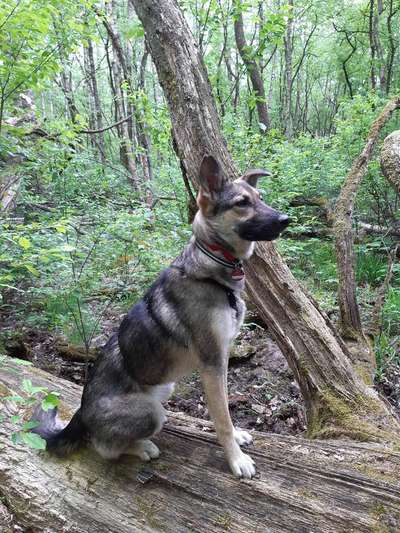 Hundetreffen-Hundekontakte in Urbach und Umgebung gesucht-Bild