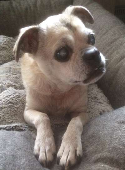 Unsere Fellnasen im Regenbogenland-Beitrag-Bild