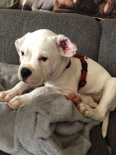 Welpen Bilder !-Beitrag-Bild