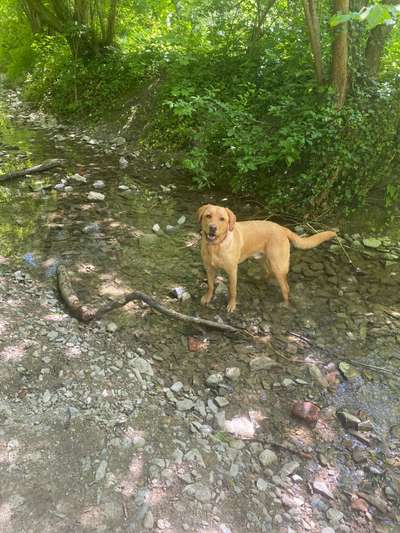 Hundetreffen-Gassi Runde / Hundetrainig-Bild