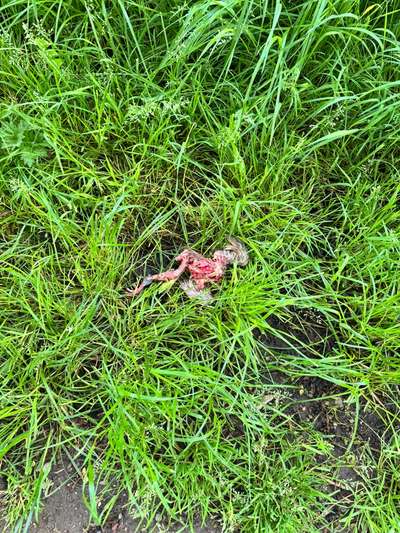 Giftköder-Mehrere Knochenstücke und im hohen Gras-Bild
