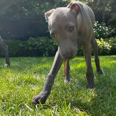 Hundetreffen-Welpentreff