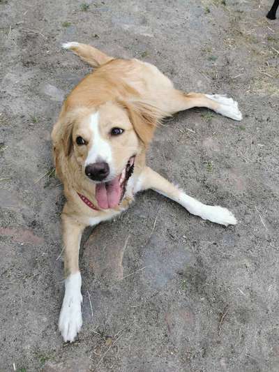 Hundetreffen-Spielrunde-Bild