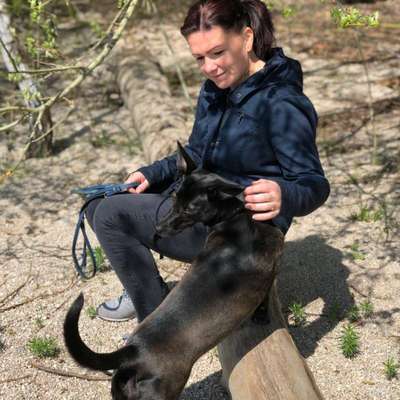 Hundetreffen-Zusammen spazieren gehen-Bild