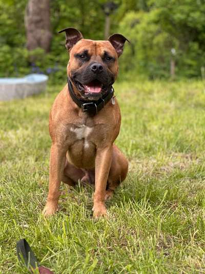 Hundetreffen-Gassi Runden ,spielen ,trainieren-Bild