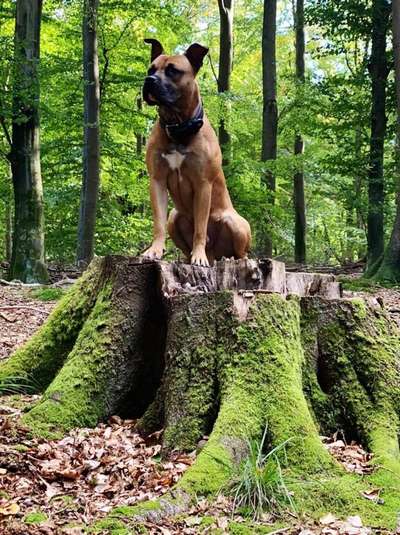 Wald Bild-Beitrag-Bild