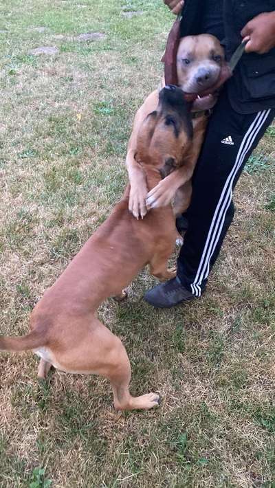 Zeige den lustigsten Blick deines Hundes-Beitrag-Bild