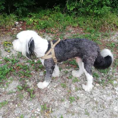 Hundetreffen-Soziales Training