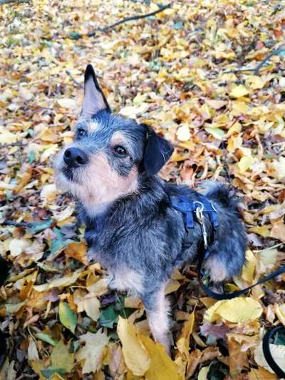 Hund aus dem Spanischen Tierschutz-Beitrag-Bild