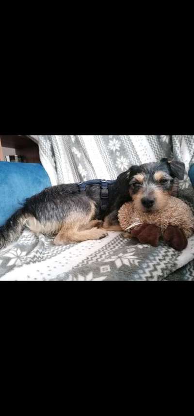 Der Lieblingsplüschi eures Vierbeiners-Beitrag-Bild