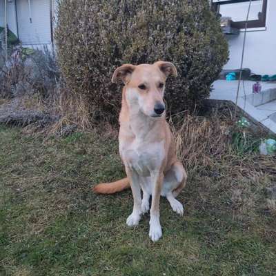 Hundetreffen-Social Walk / Training-Bild