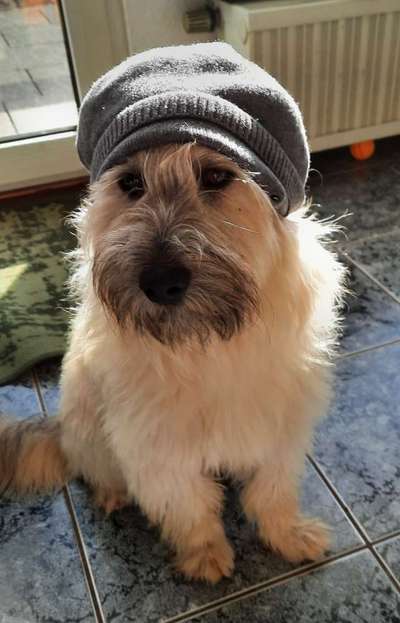 Challenge 23 : "  Euer Hund beim Frühlingserwachen "-Beitrag-Bild