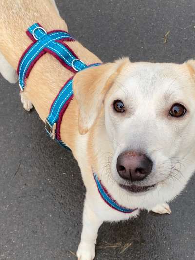 Auslandstierschutz-Beitrag-Bild