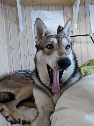 Wolfhunde Besitzer TWH oder SWH hier?-Beitrag-Bild