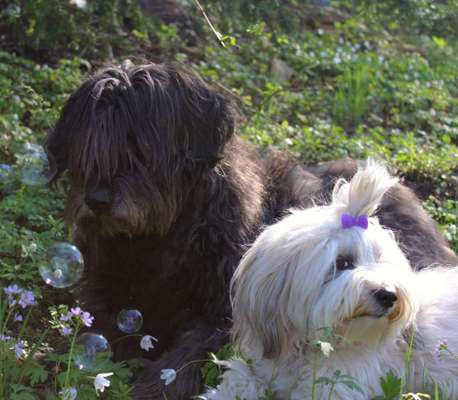 Die Dogorama Monats Challenge "Es grünt und blüht"-Beitrag-Bild