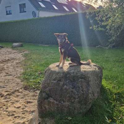 Hundetreffen-Suchen Spiel und Gassi gefährten!-Bild