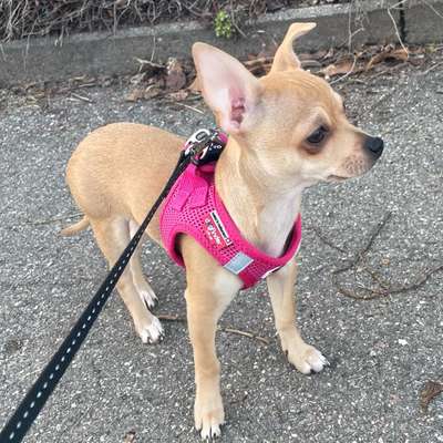 Hundetreffen-Welpen Treff mit kleinen Hunden gesucht-Bild