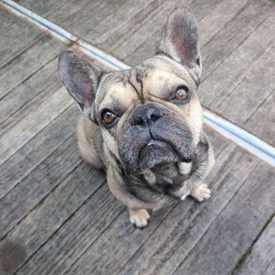 Hundetreffen-Social Walk, Leinen Aggressionstraining