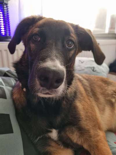 Welpen Bilder !-Beitrag-Bild