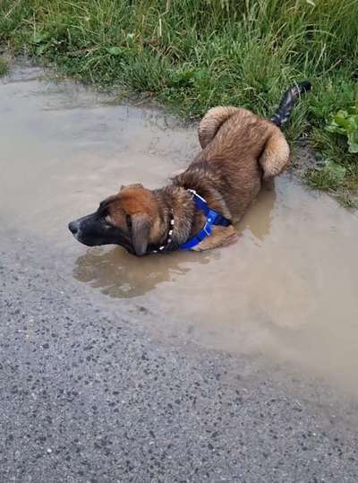 Dogorama Photo Challenge - Schattiges Plätzchen-Beitrag-Bild