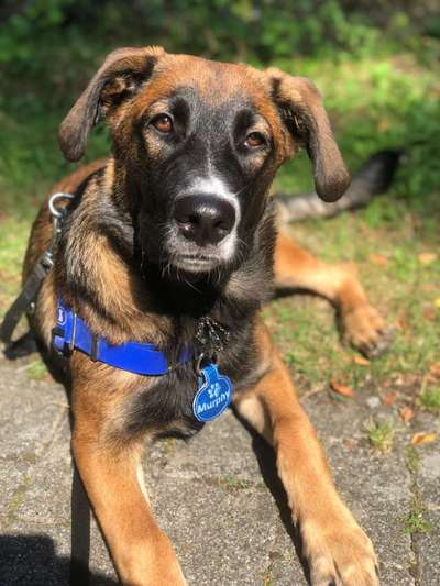 Wie kamt ihr auf die Rasse eures Hundes?-Beitrag-Bild