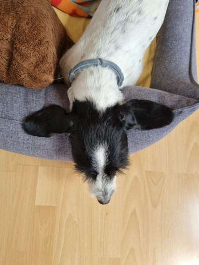 Was können eure Ohren so? ;)-Beitrag-Bild