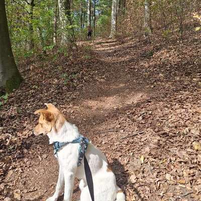 Hundetreffen-Spiel- bzw. Spazierrunde oder Wandern-Bild