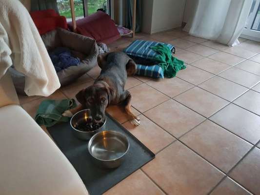 Hunde Memes-Beitrag-Bild