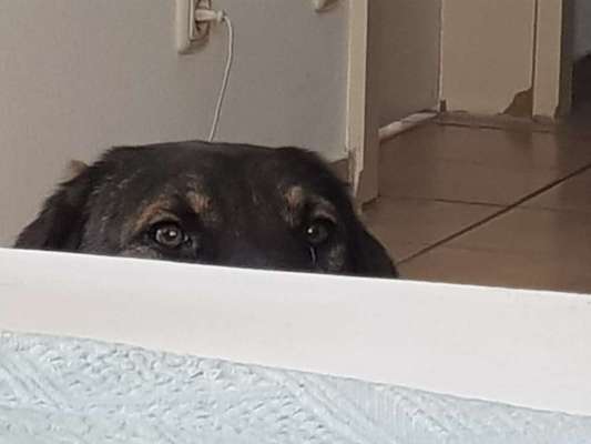 Hunde Memes-Beitrag-Bild