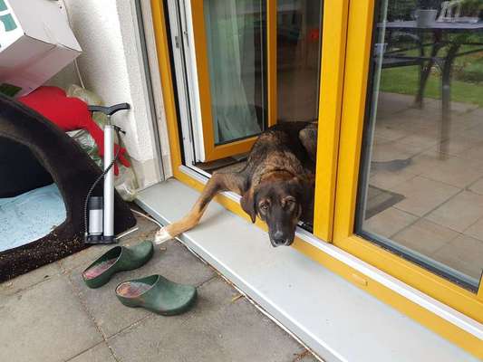 Hunde Memes-Beitrag-Bild