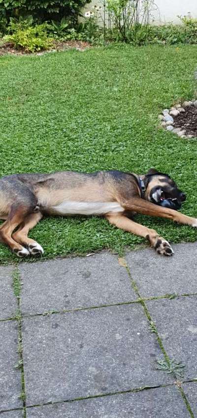 Hunde Memes-Beitrag-Bild