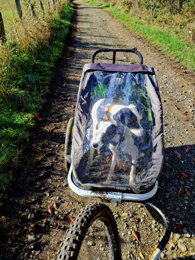 Fahren im Fahrradanhänger-Beitrag-Bild