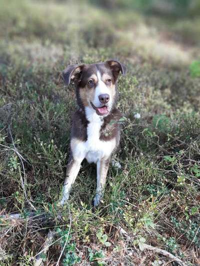 Die Dogorama Kalender Challenge 4/4-Beitrag-Bild